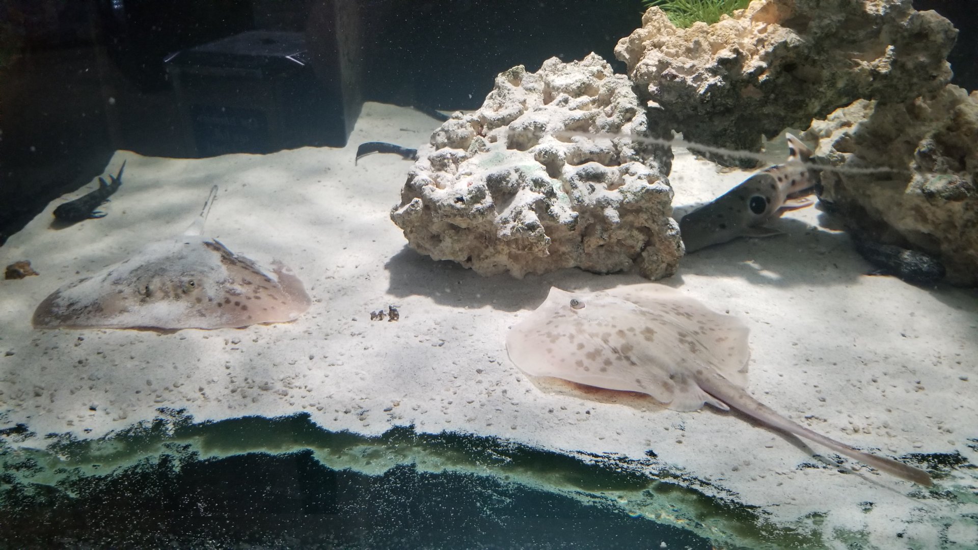 SeaQuest Woodbridge - ?? rays