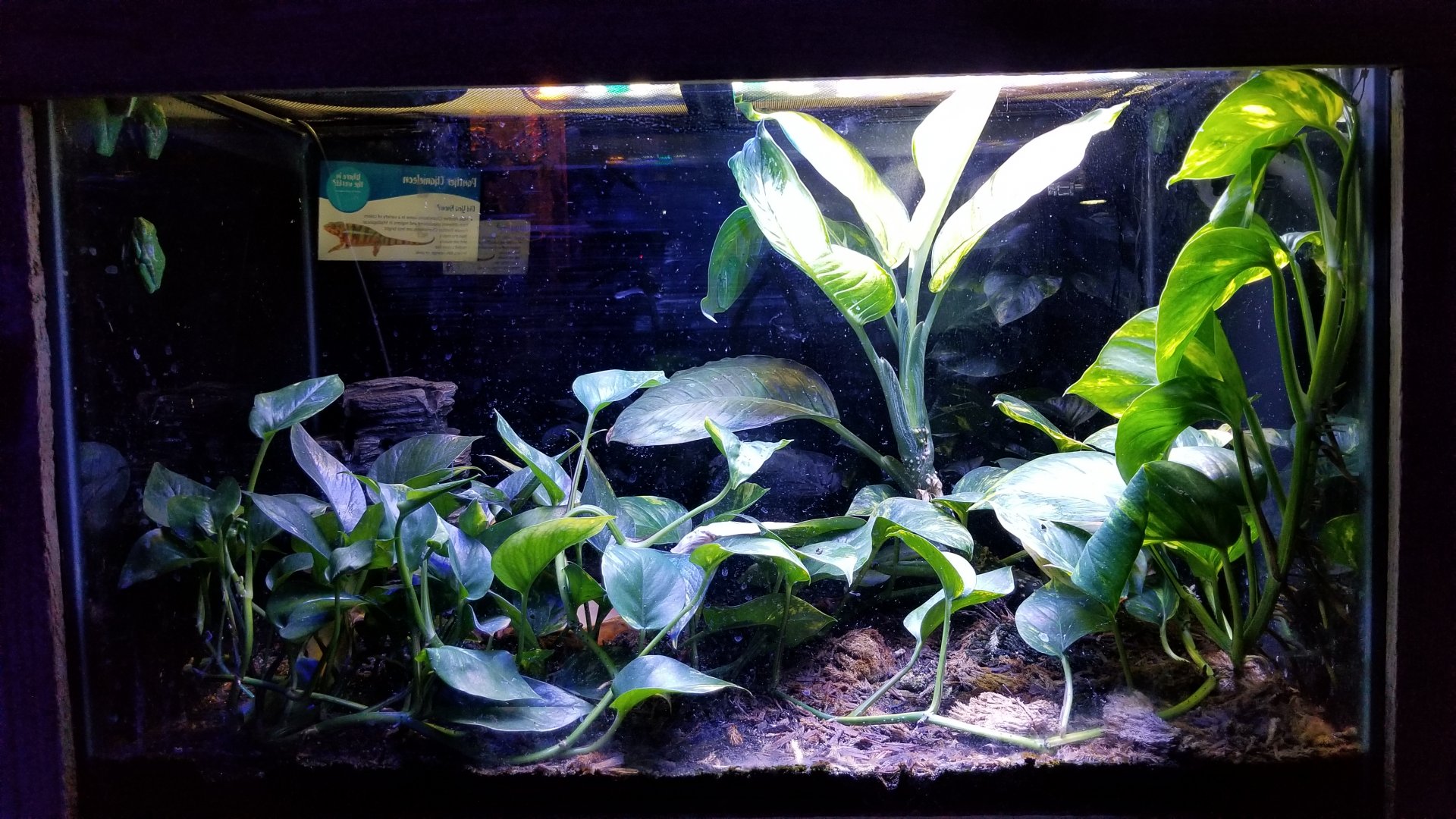 SeaQuest Woodbridge - Red-eyed treefrog