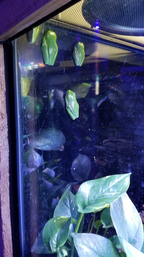 SeaQuest Woodbridge - Red-eyed treefrog