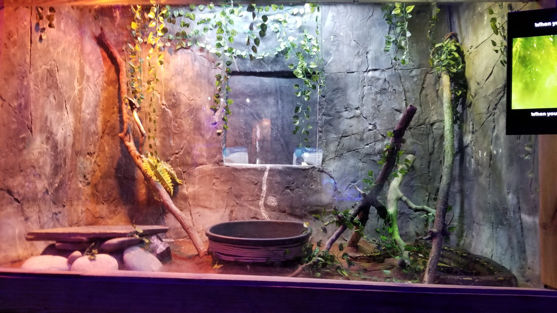 SeaQuest Woodbridge - Red-tailed boa