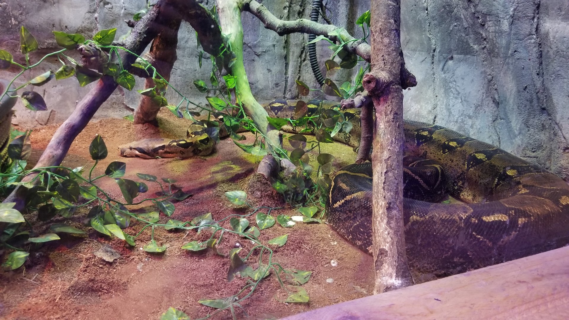 SeaQuest Woodbridge - Red-tailed boa