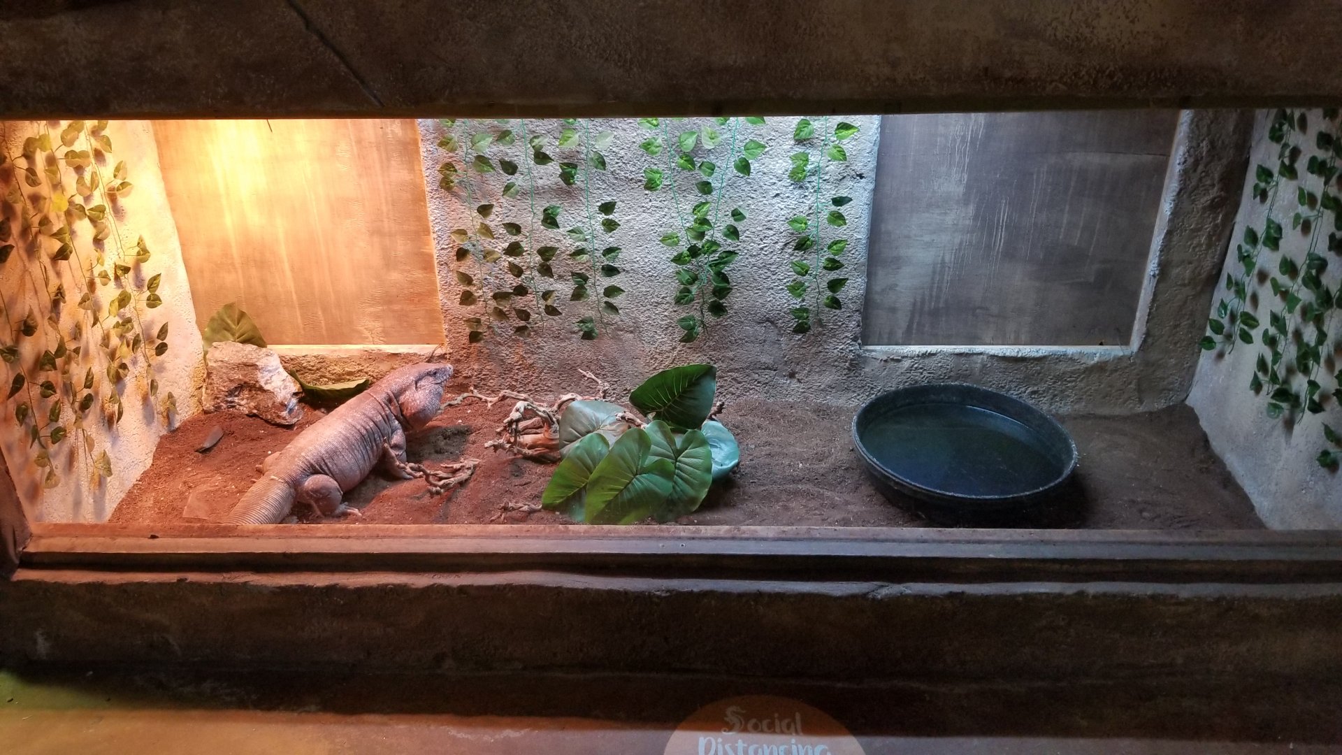 SeaQuest Woodbridge - Red tegu