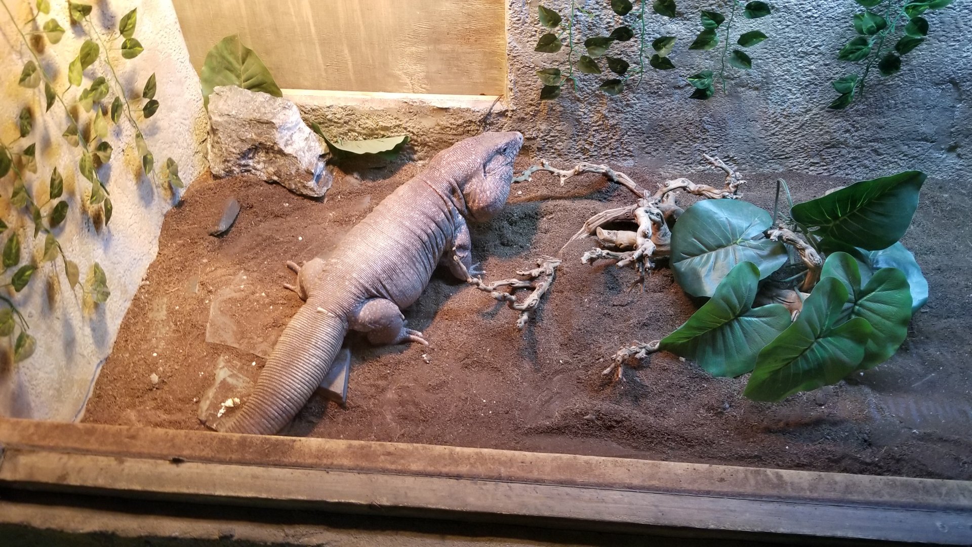 SeaQuest Woodbridge - Red tegu