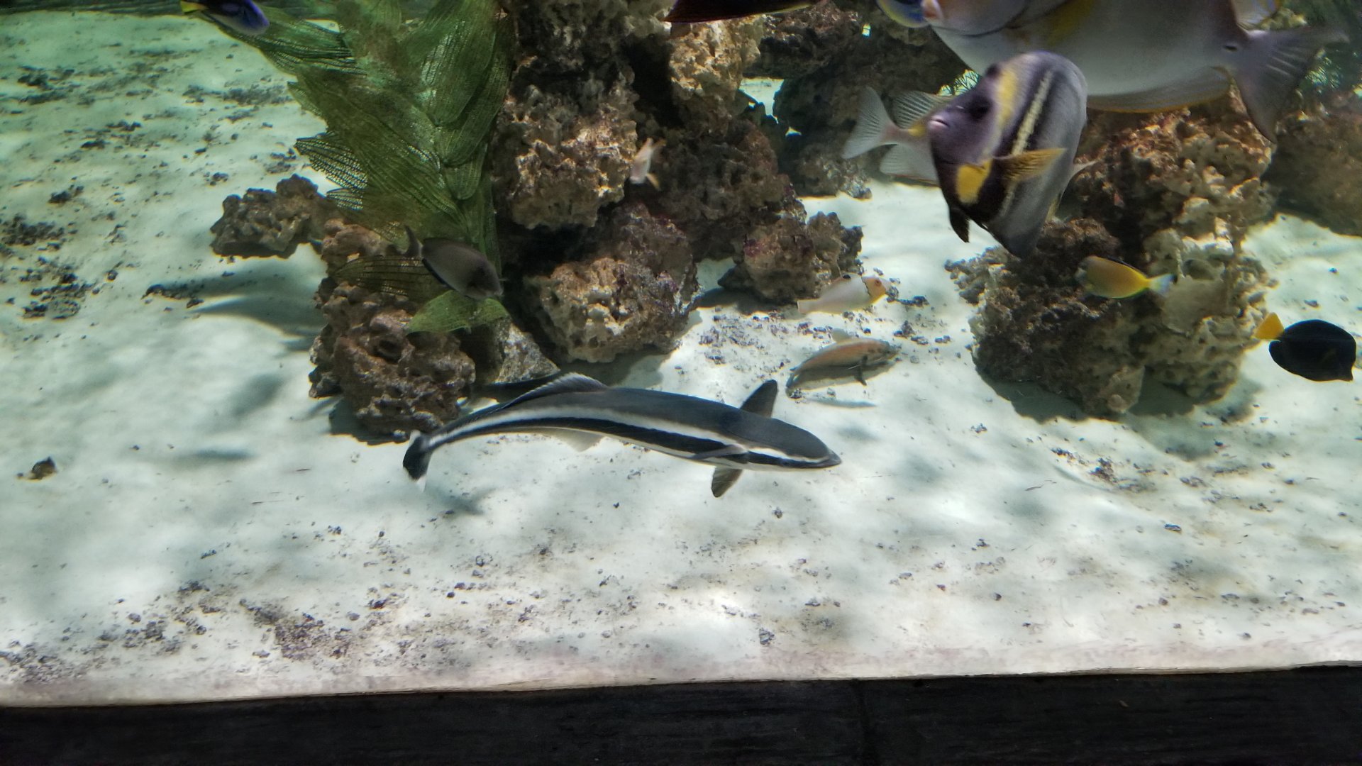 SeaQuest Woodbridge - Remora