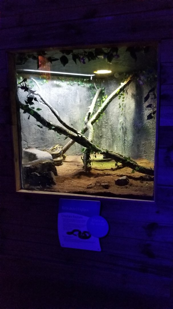 SeaQuest Woodbridge - Reticulated python