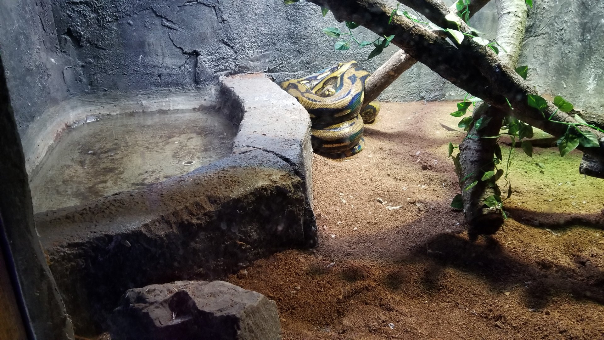 SeaQuest Woodbridge - Reticulated python