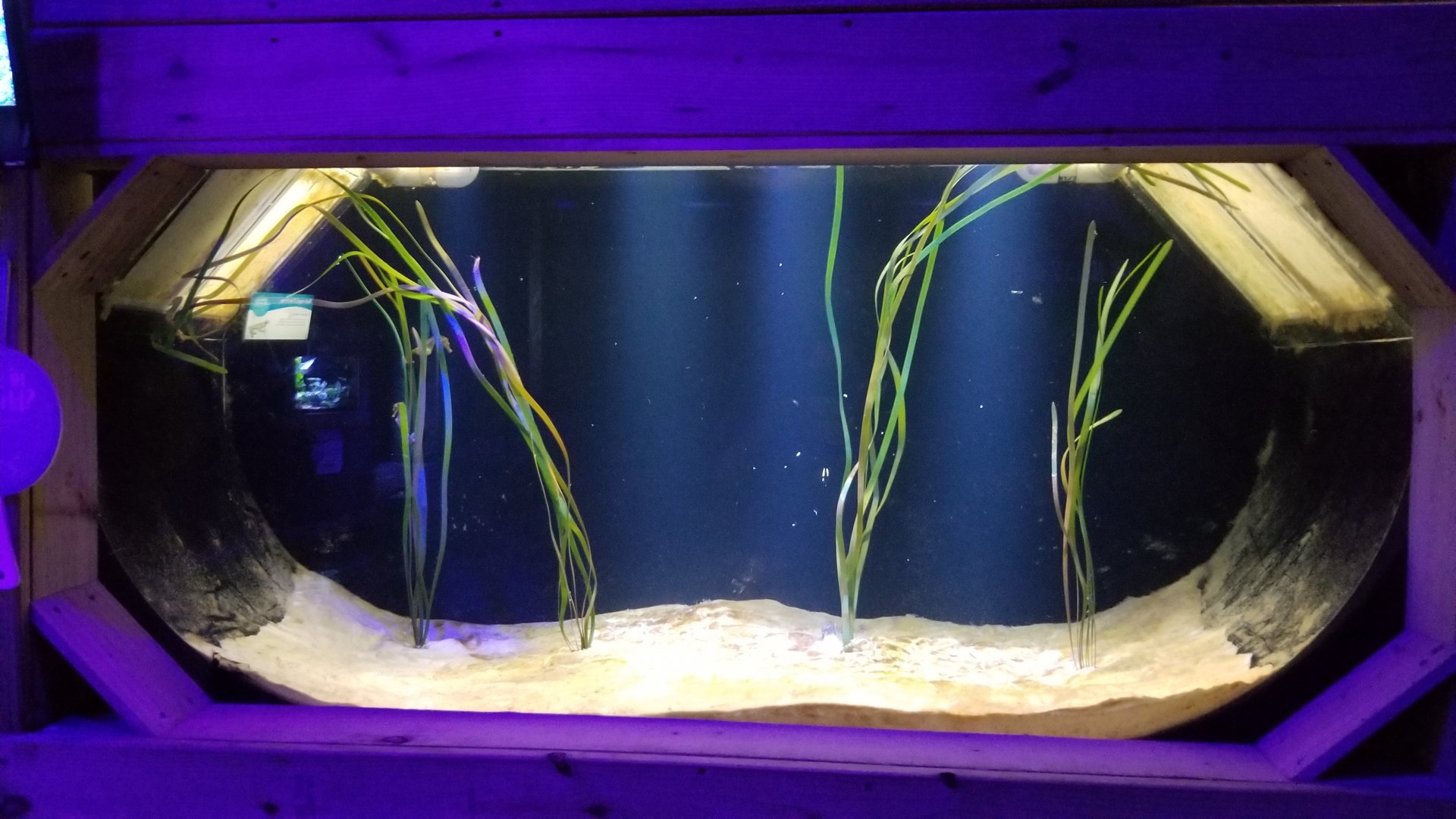 SeaQuest Woodbridge - Seahorses