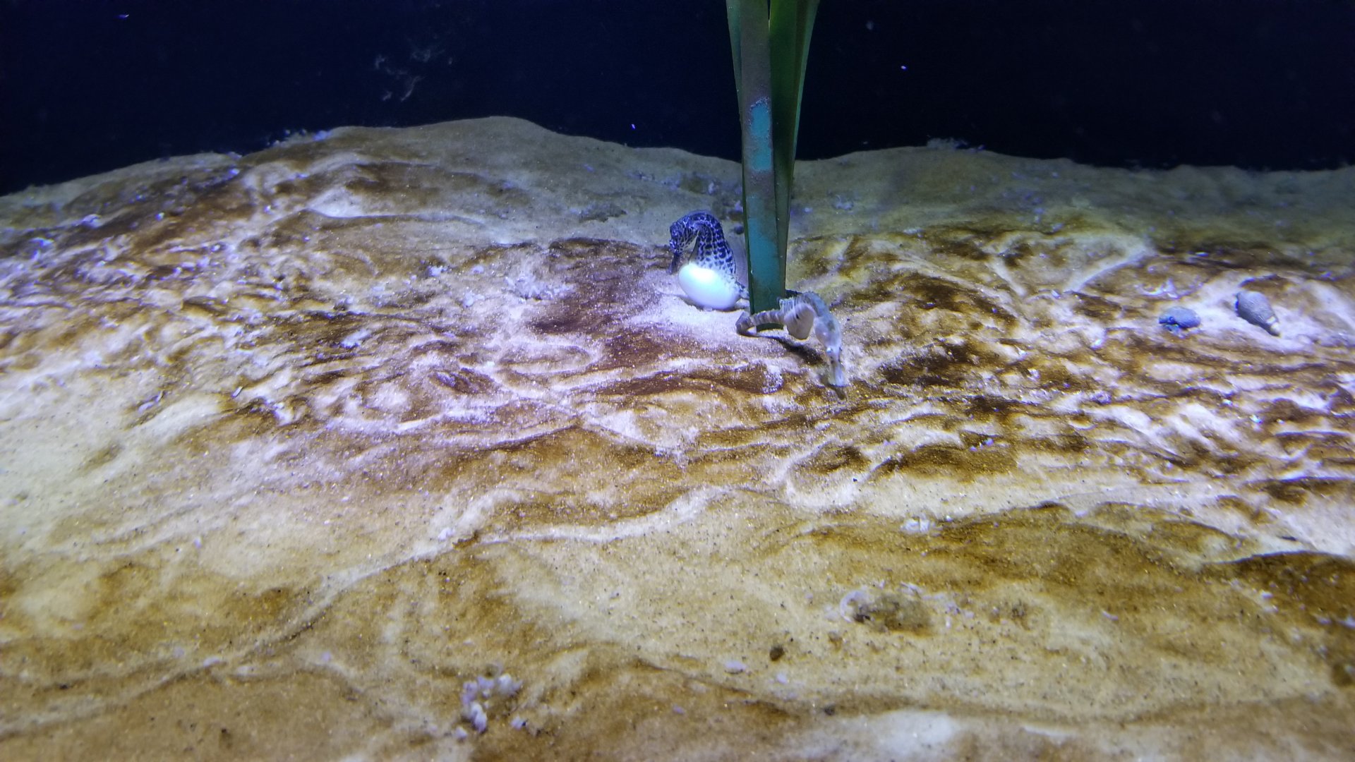 SeaQuest Woodbridge - Seahorses