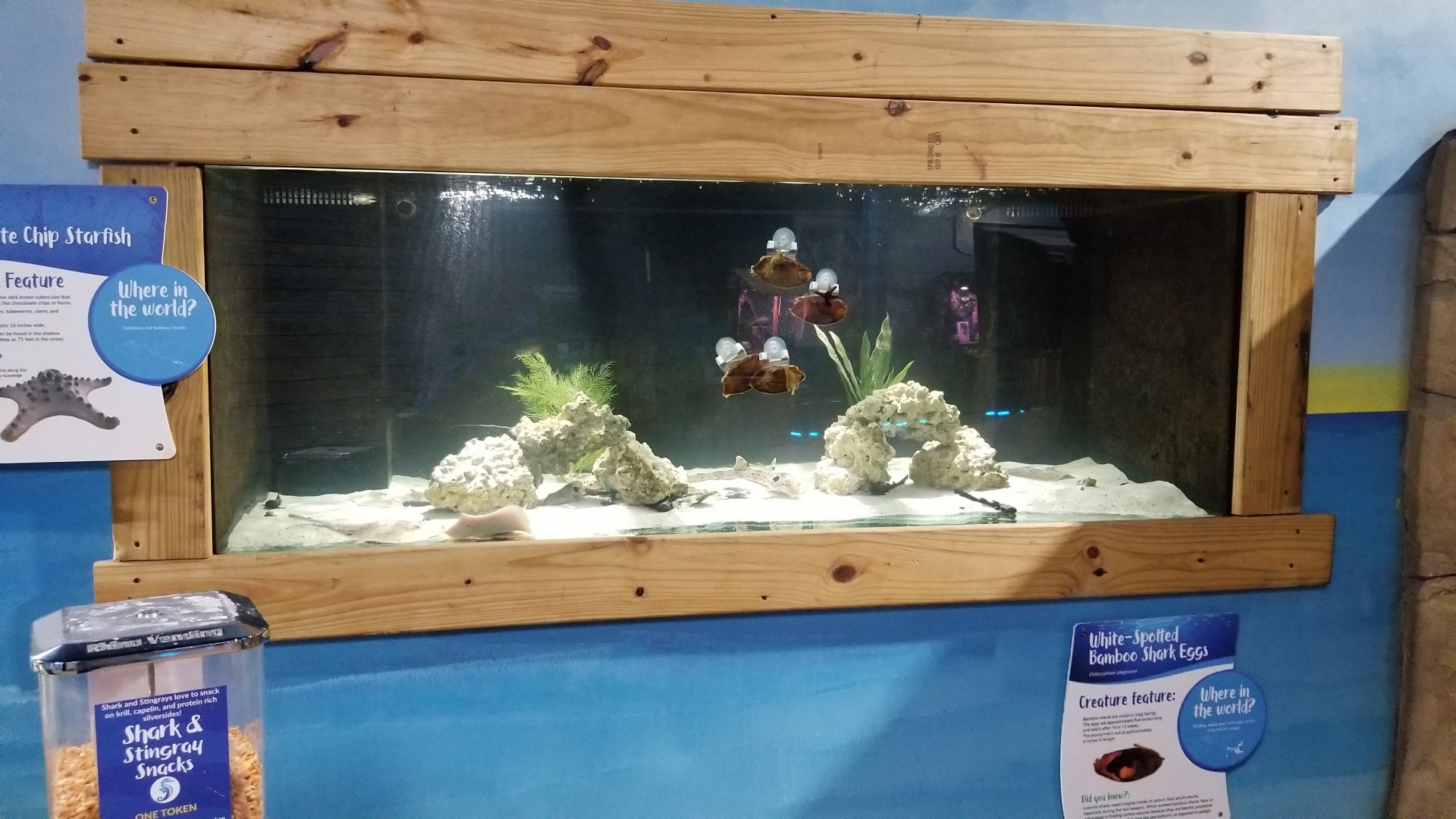 SeaQuest Woodbridge - Shark egg tank