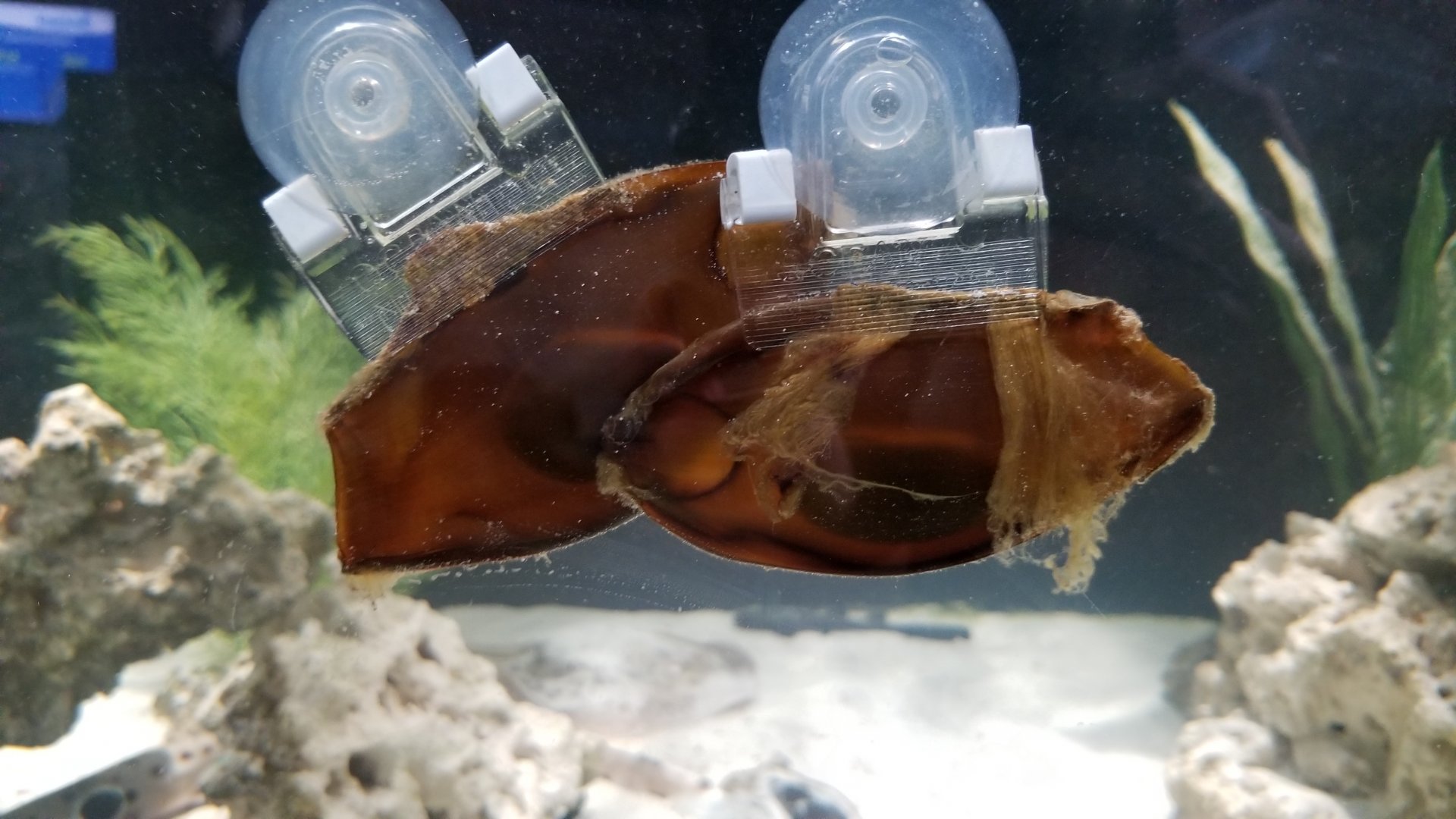 SeaQuest Woodbridge - Shark eggs