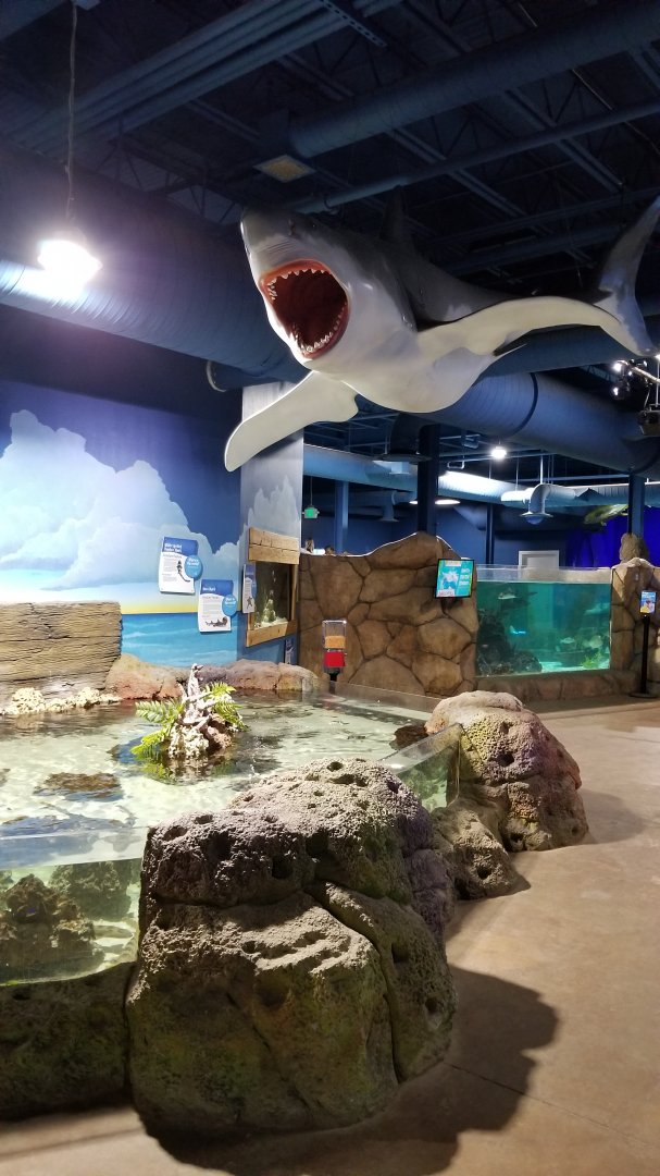 SeaQuest Woodbridge - Small shark tank, main tank on right