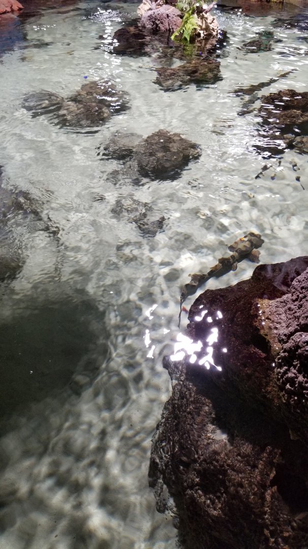 SeaQuest Woodbridge - Small shark tank