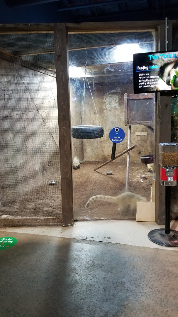 SeaQuest Woodbridge - South american coati