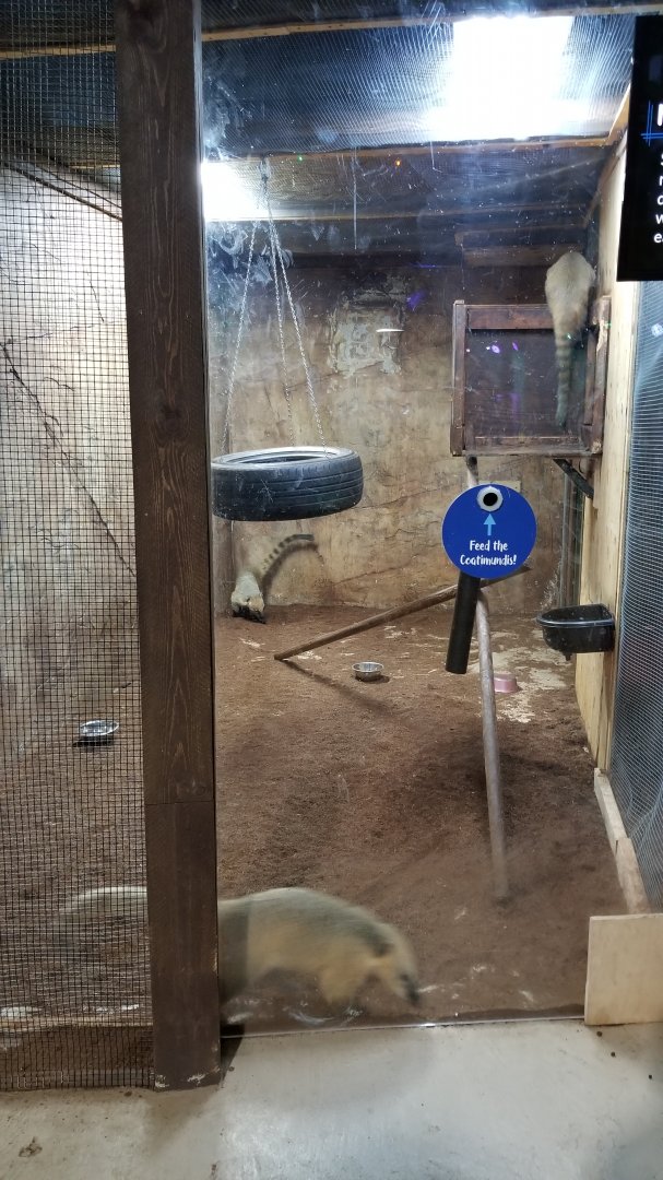 SeaQuest Woodbridge - South american coati