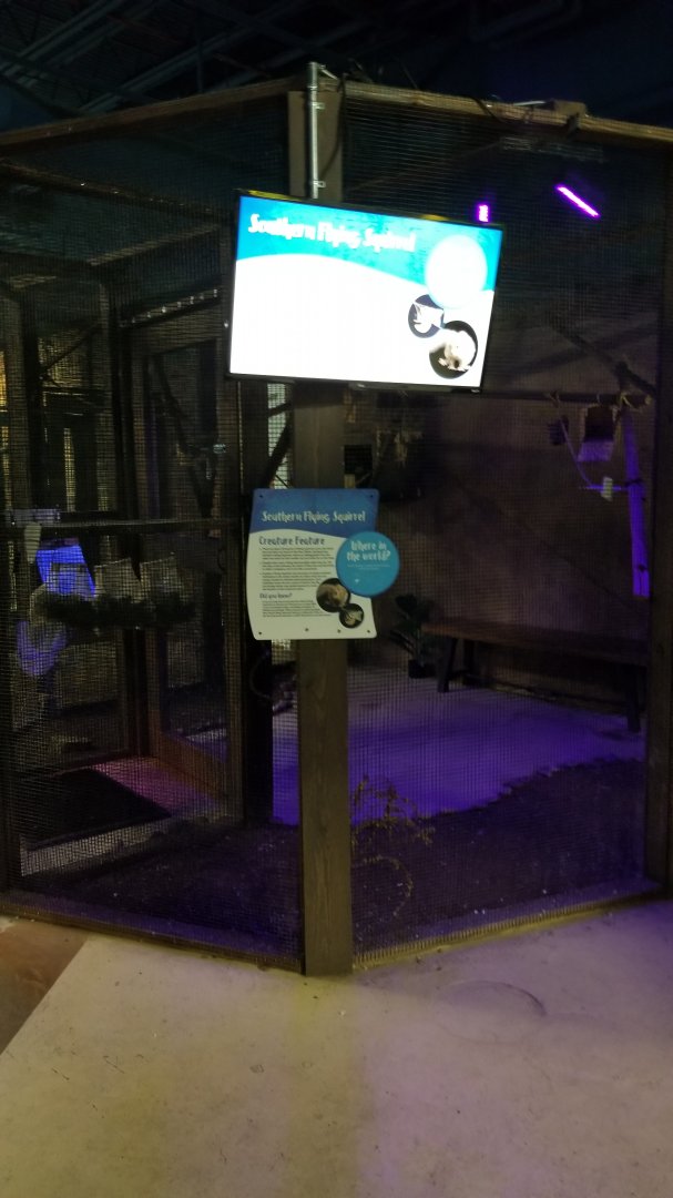 SeaQuest Woodbridge - Southern flying squirrels