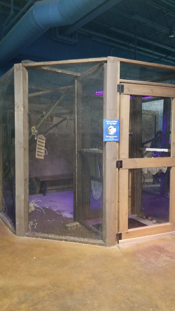 SeaQuest Woodbridge - Southern flying squirrels