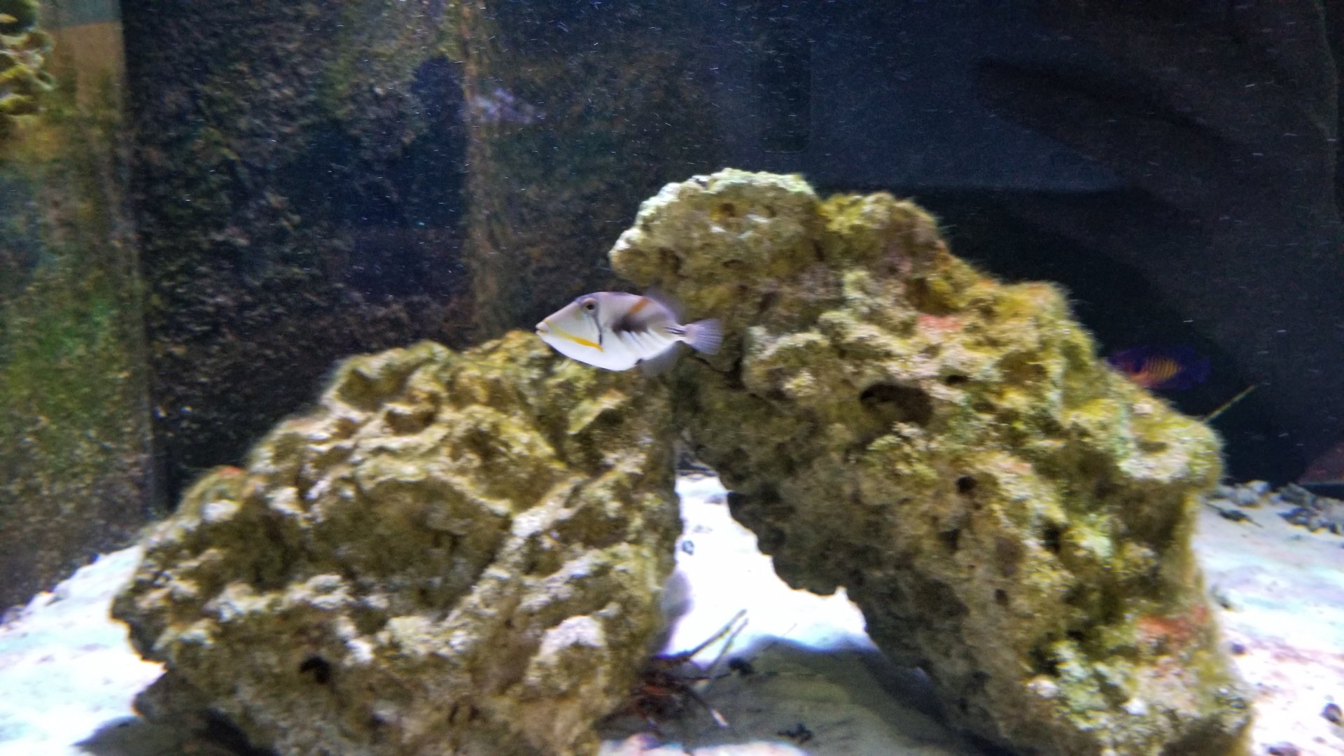 SeaQuest Woodbridge - the tiniest picasso