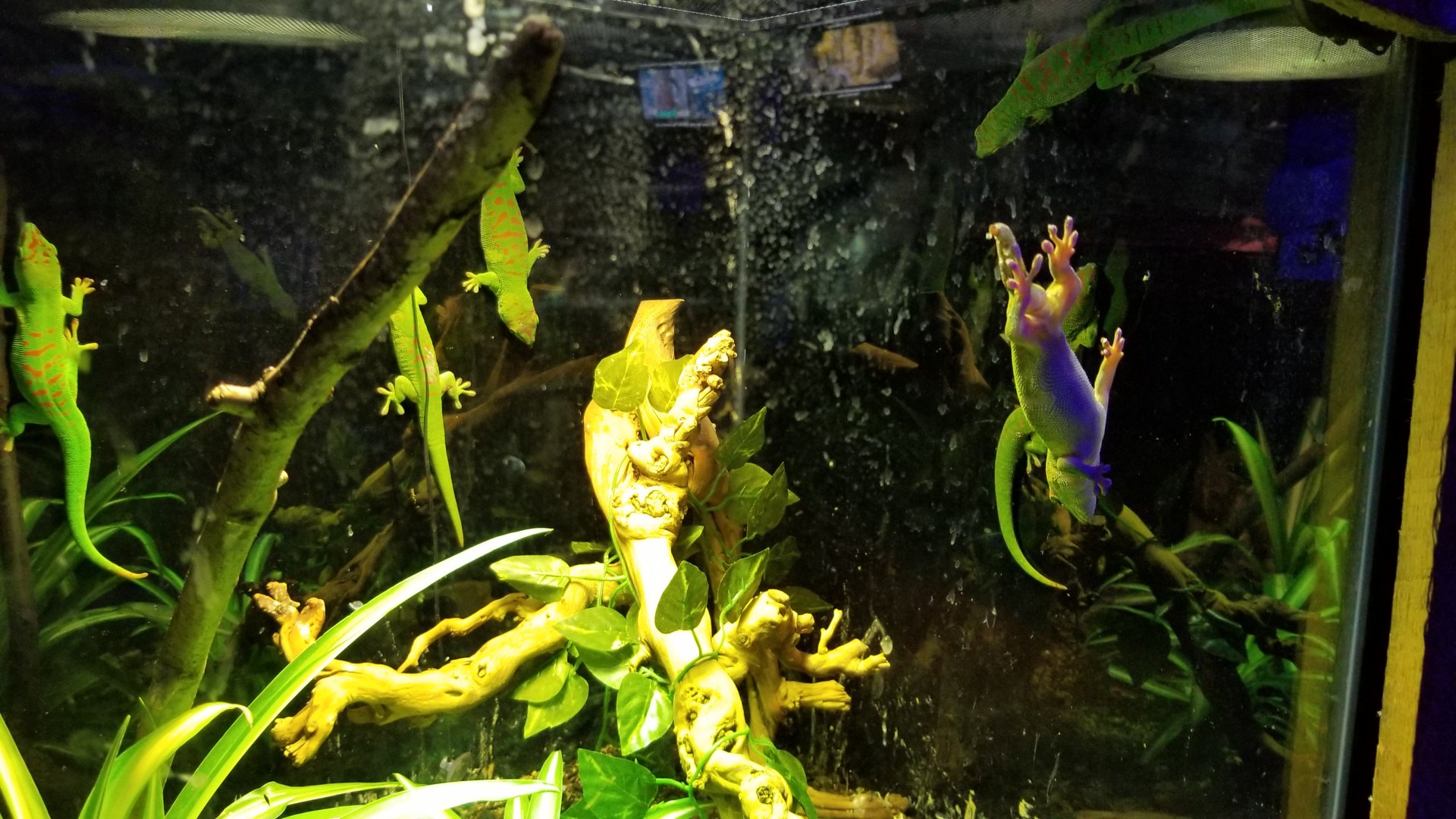 SeaQuest Woodbridge - ..There's a lot of geckos