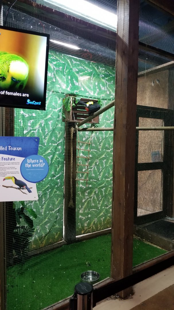 SeaQuest Woodbridge - Toco toucan