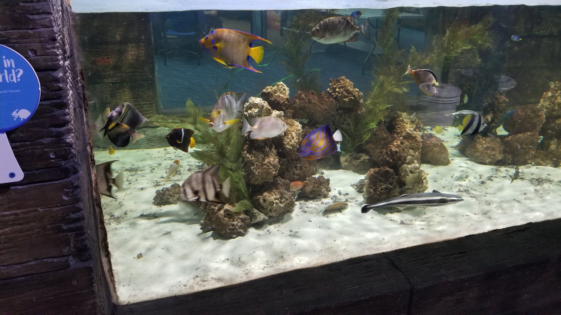 SeaQuest Woodbridge - Tropical tank