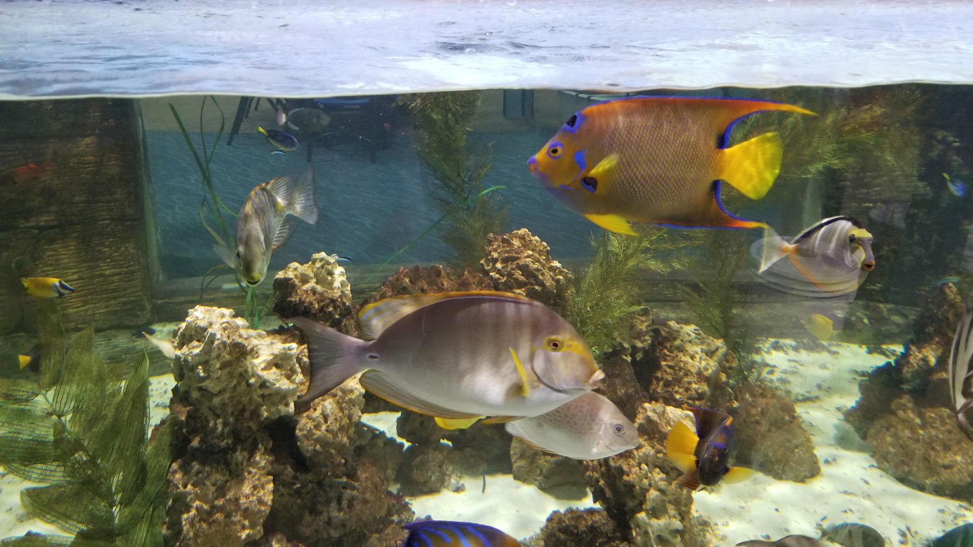 SeaQuest Woodbridge - Tropical tank