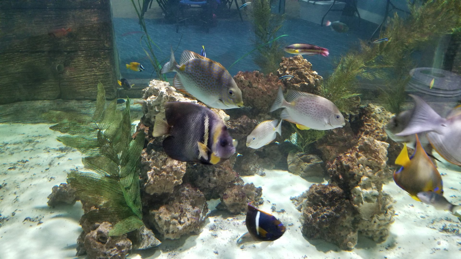 SeaQuest Woodbridge - Tropical tank