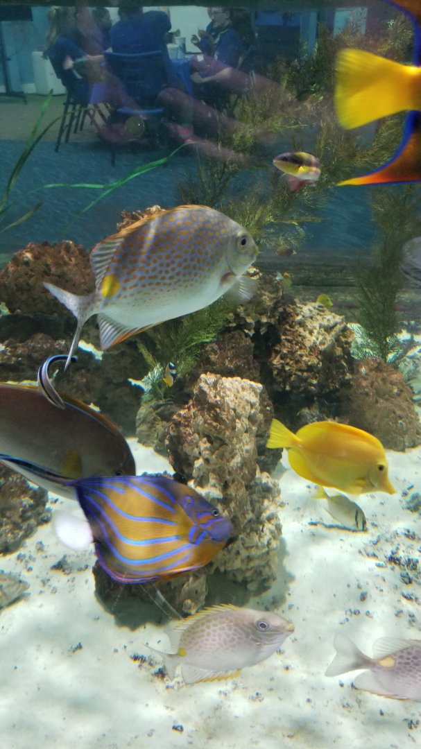 SeaQuest Woodbridge - Tropical tank