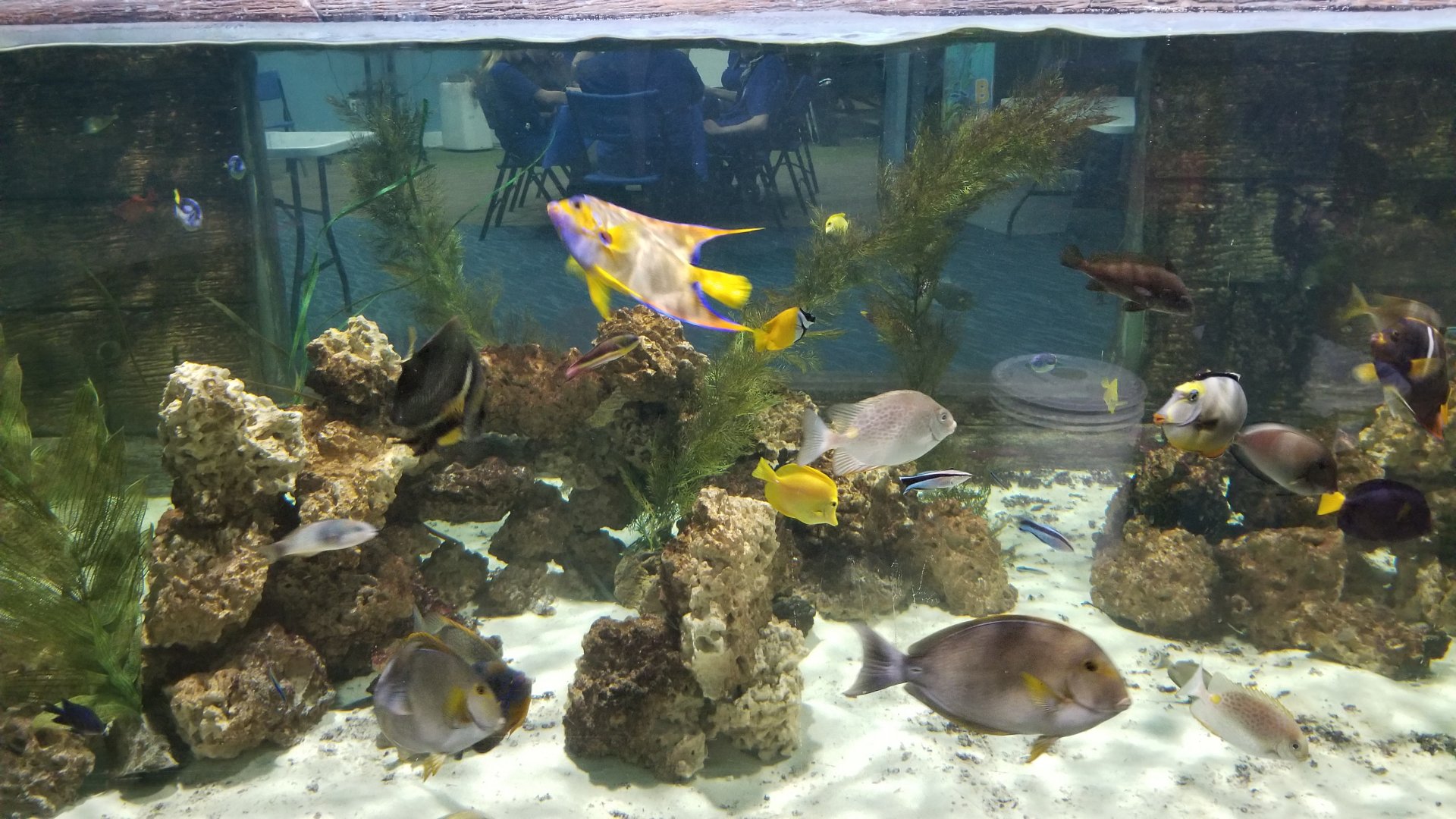 SeaQuest Woodbridge - Tropical tank