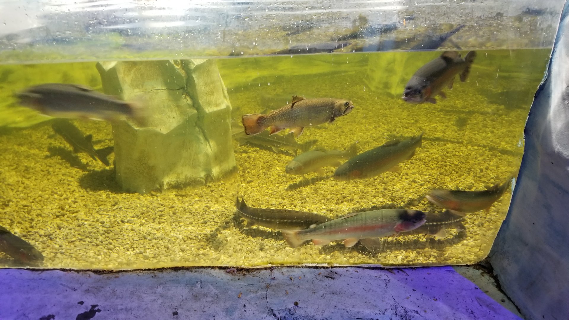 SeaQuest Woodbridge - Trout and sturgeon tank