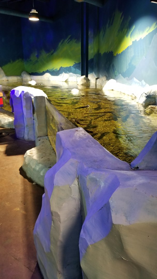 SeaQuest Woodbridge - Trout and sturgeon tank