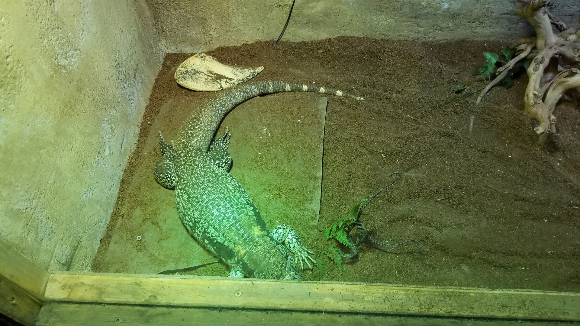 SeaQuest Woodbridge - Unsigned monitor