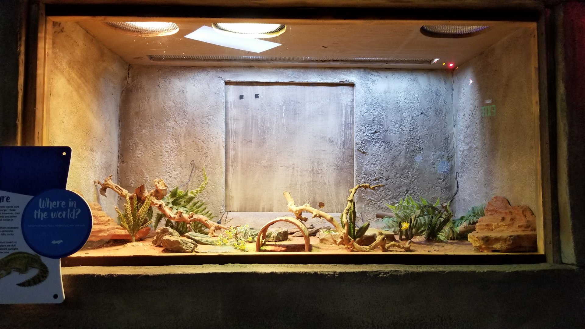 SeaQuest Woodbridge - Uromastyx