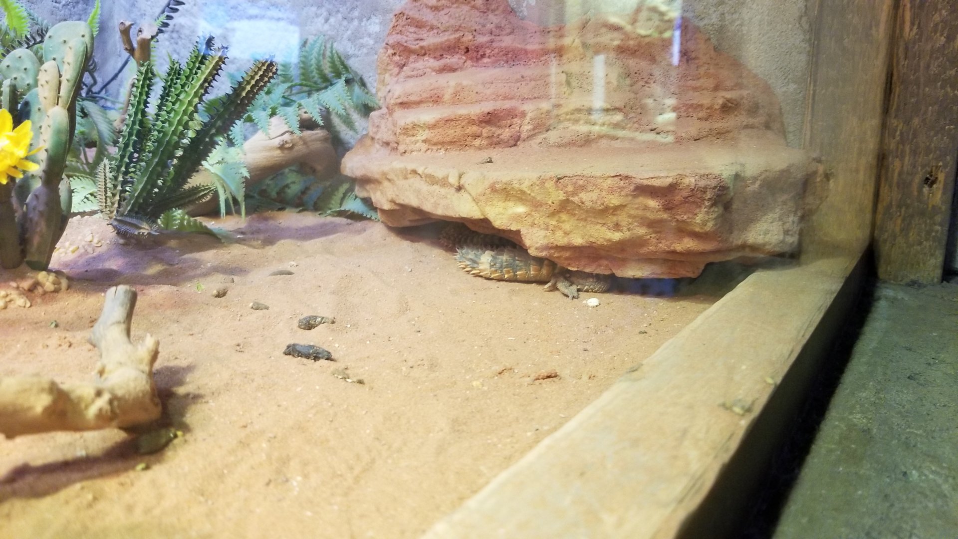 SeaQuest Woodbridge - Uromastyx