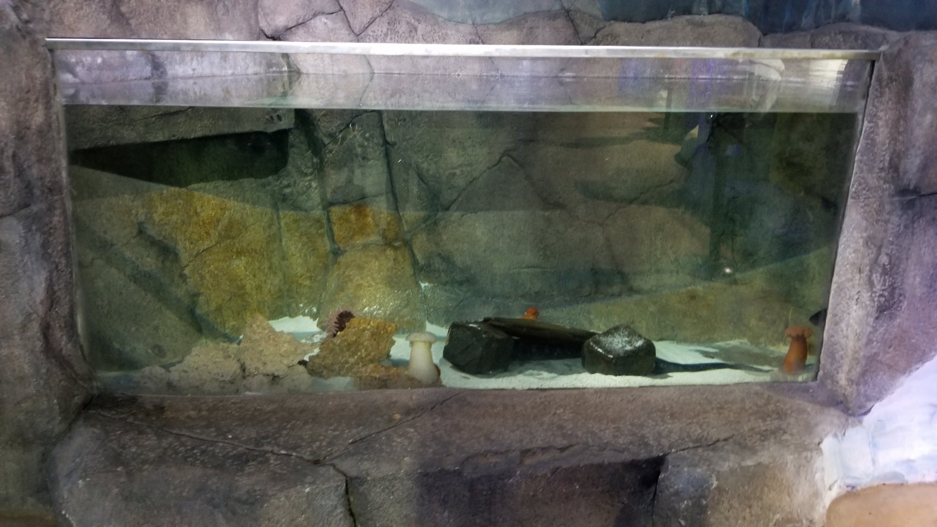 SeaQuest Woodbridge - Wolf eel tank