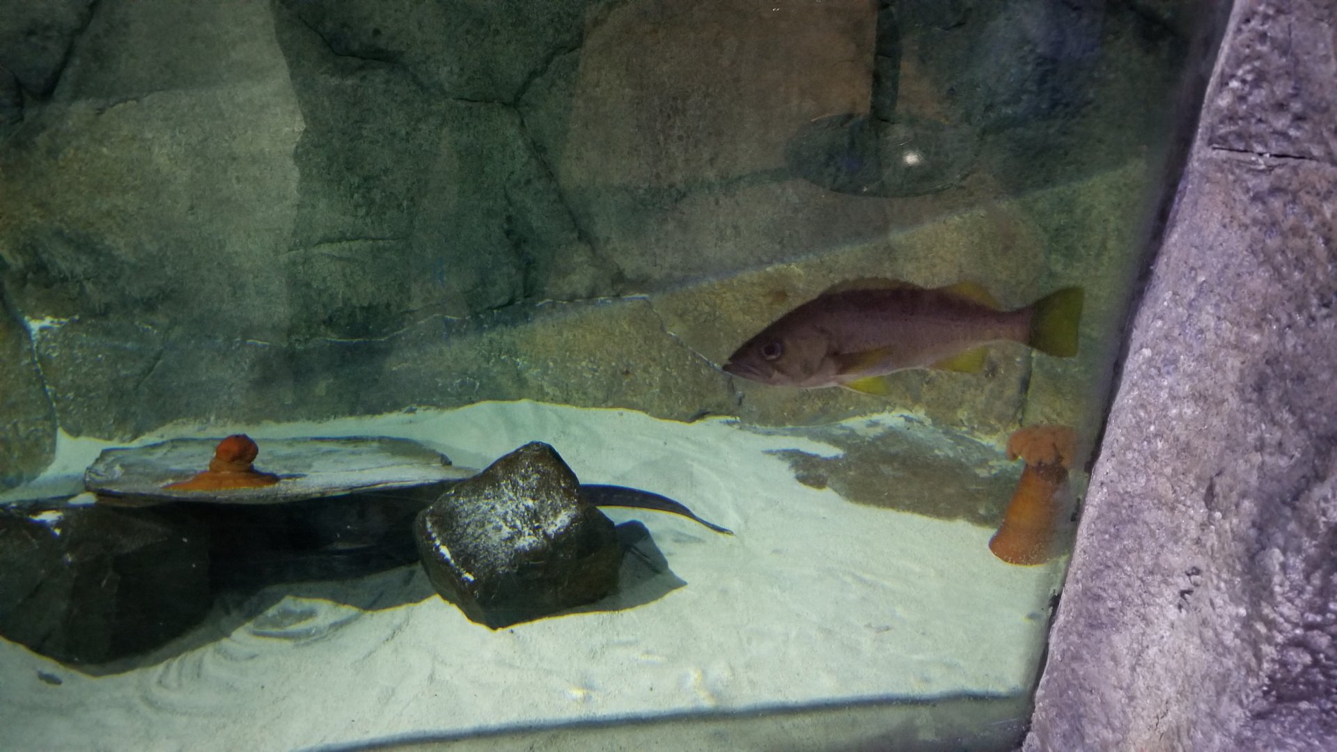 SeaQuest Woodbridge - Wolf eel tank
