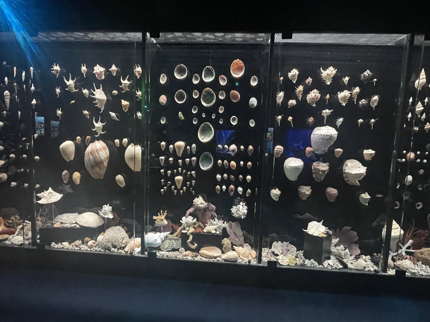 Seashell Display