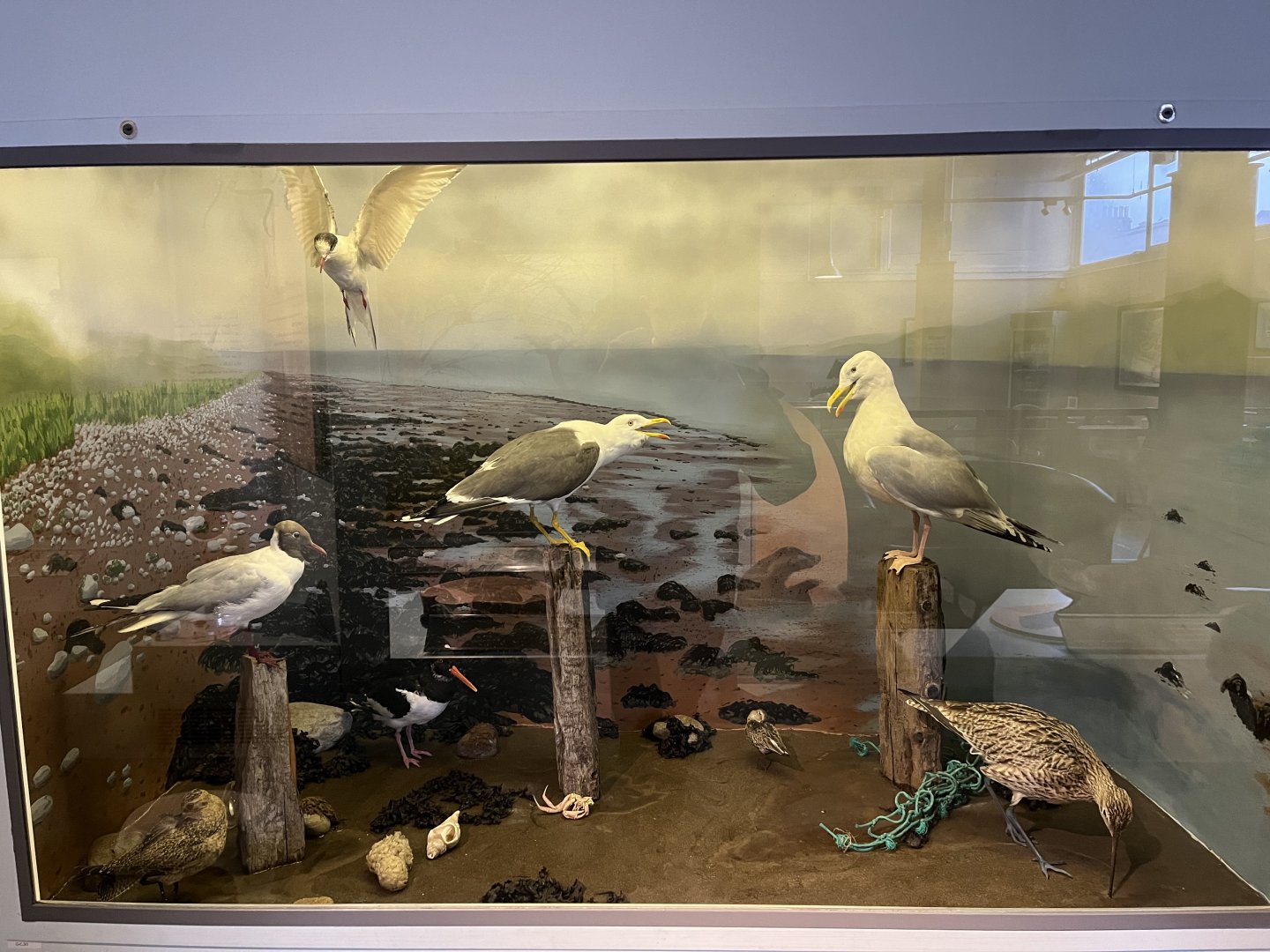 Seashore display  (taken at Inverness museum 3.4.24)