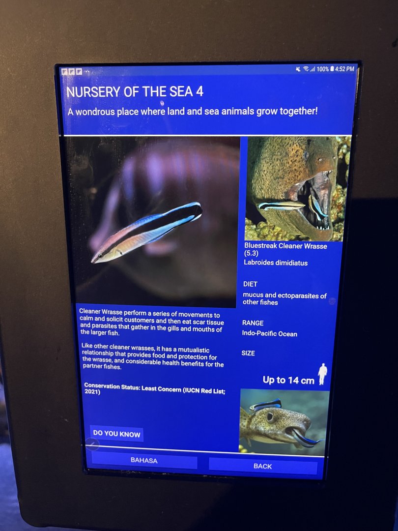 seashore tank - bluestreak cleaner wrasse signage