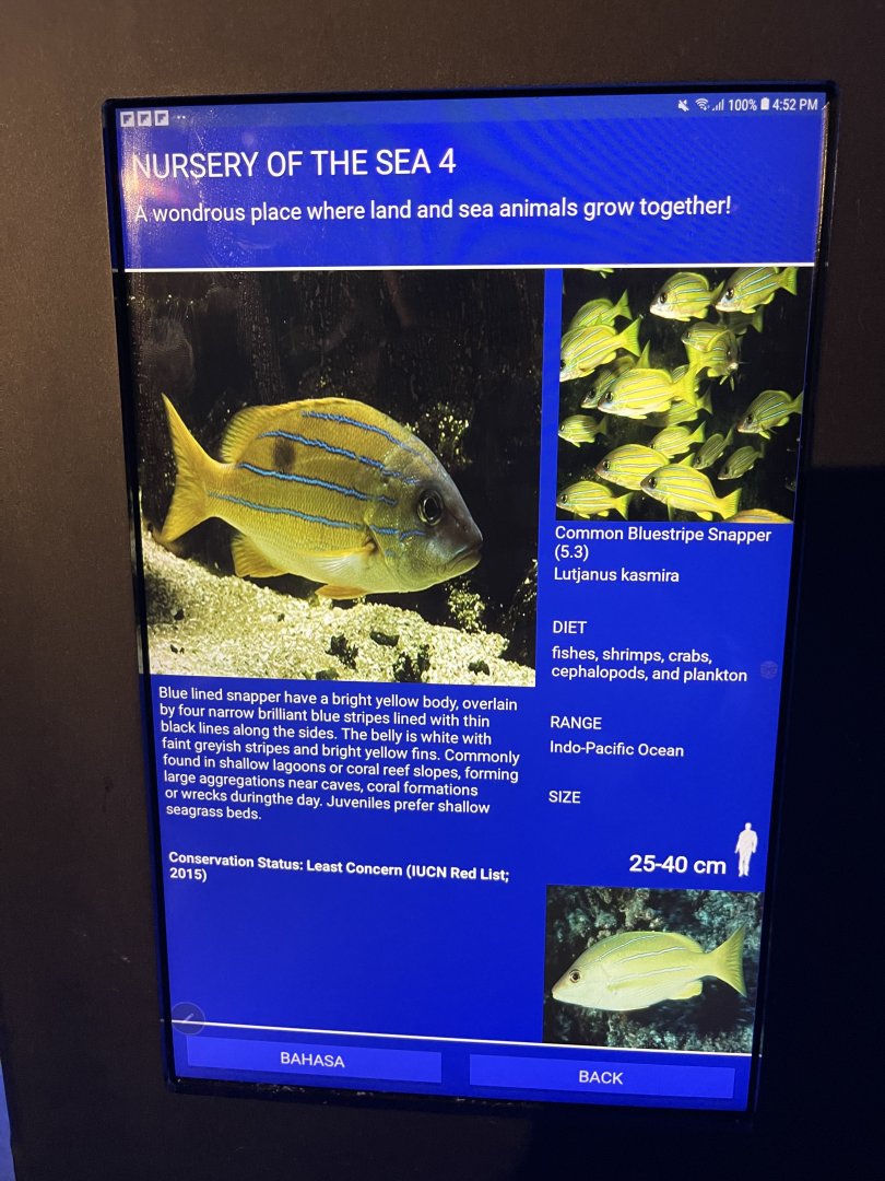 seashore tank - common bluestripe snapper signage