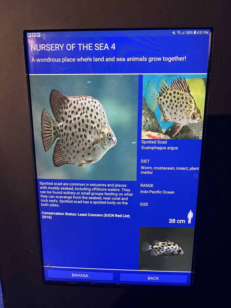 seashore tank - spotted scat signage