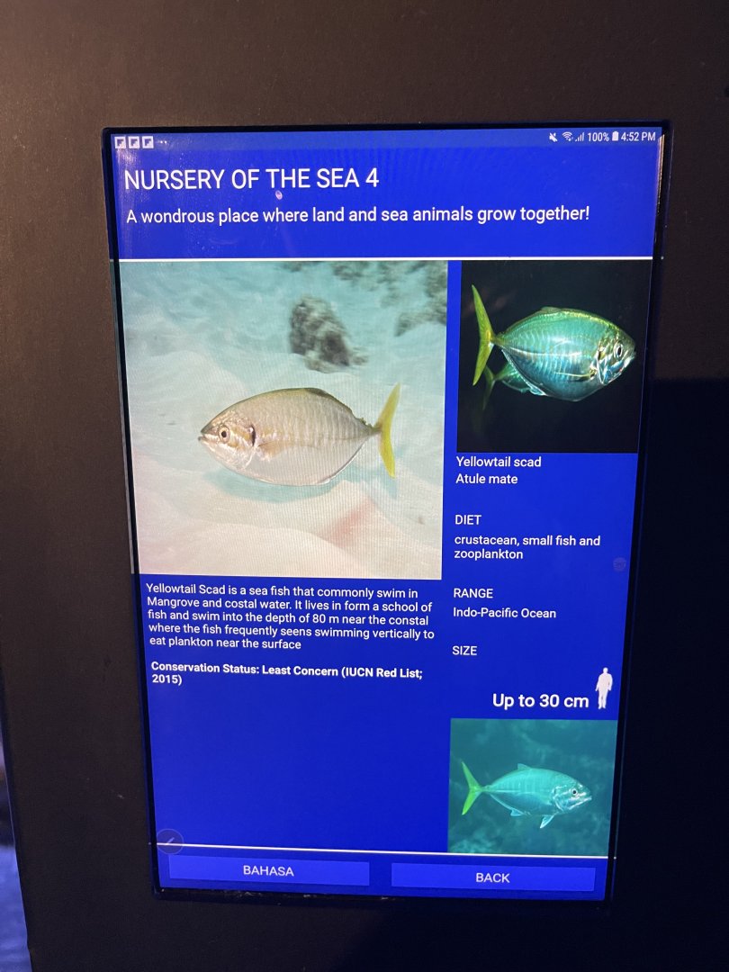 seashore tank - yellowtail scad signage