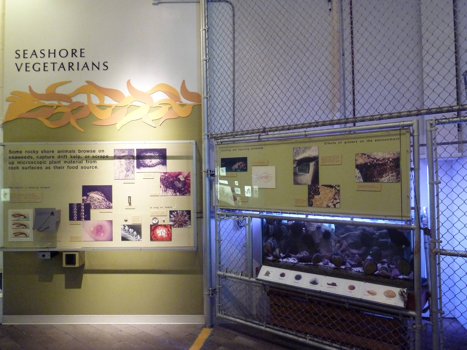 Seashore Vegetarians