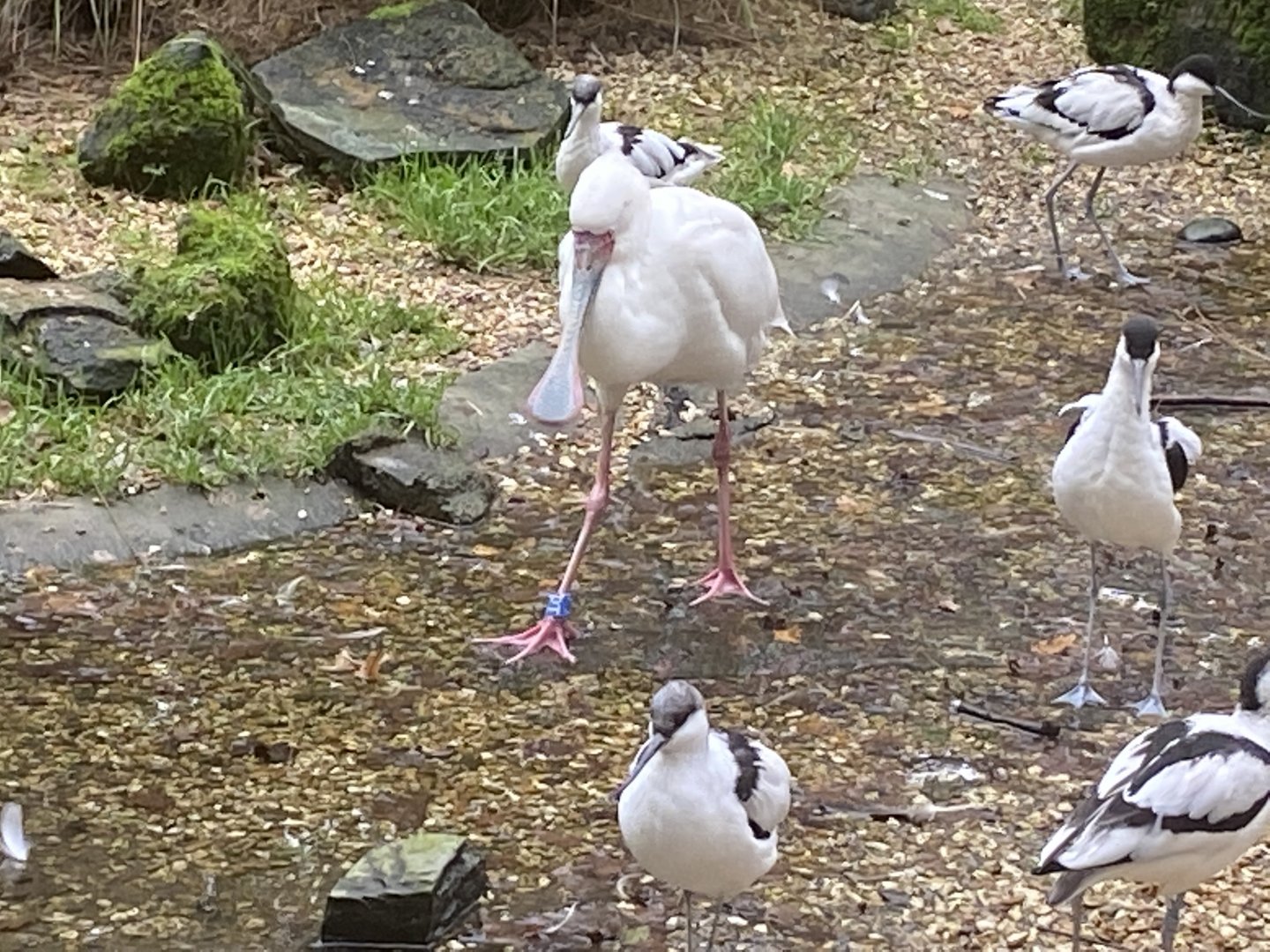 Seashore Walk - African spoonbill 061121