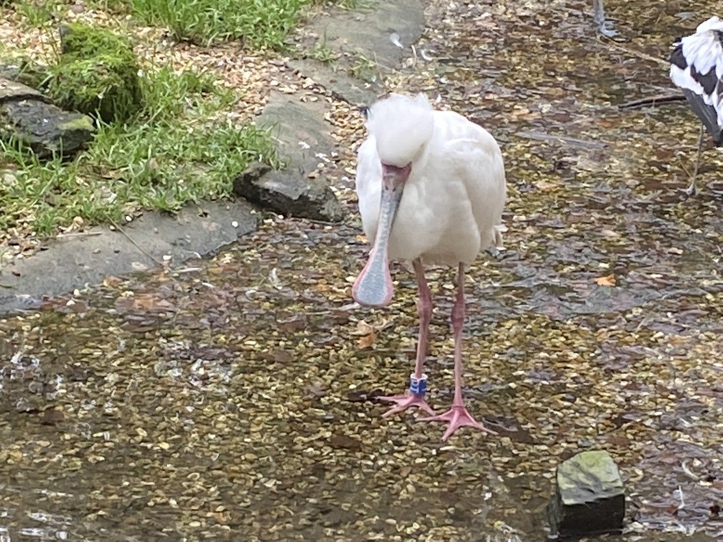Seashore Walk - African spoonbill 061121