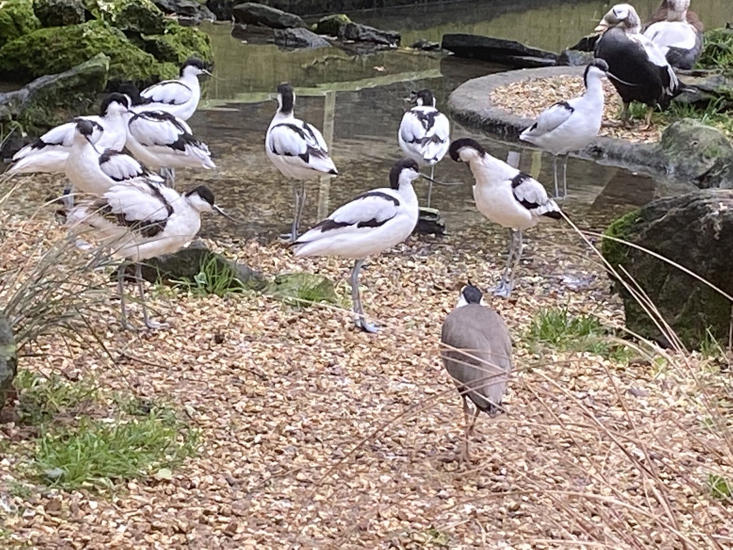 Seashore Walk - Avocets and Masked lapwing 061121