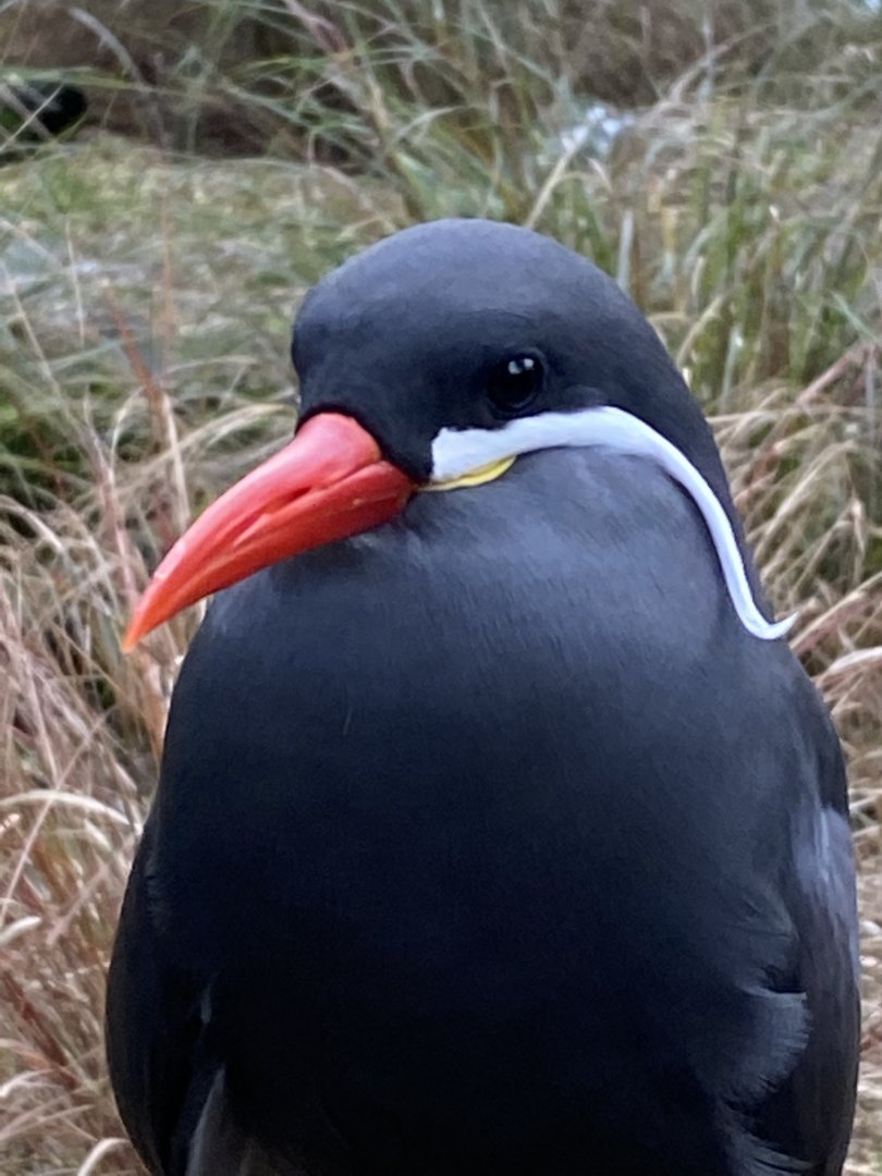 Seashore Walk - Inca tern 061121