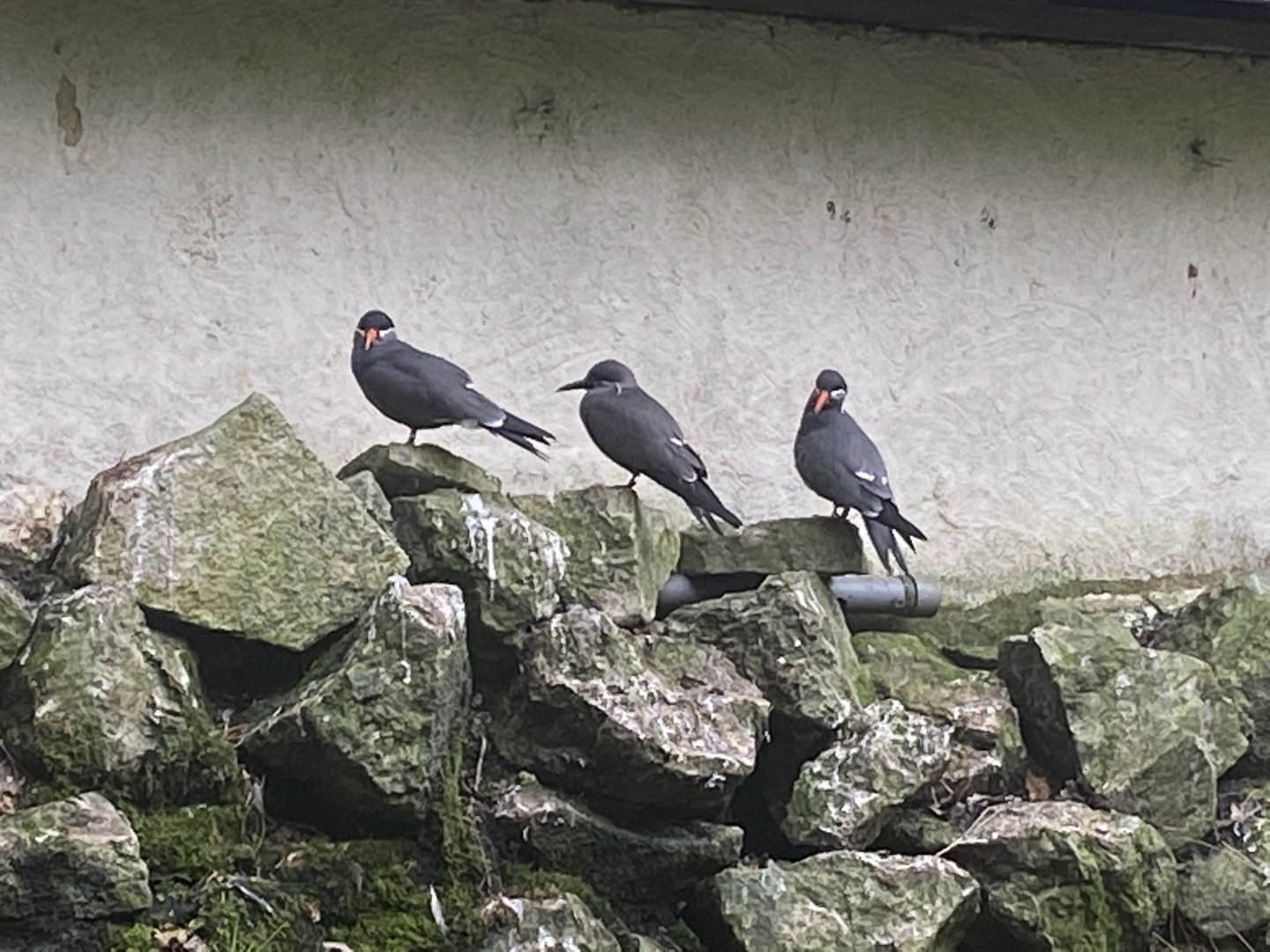 Seashore Walk - Inca terns 061121