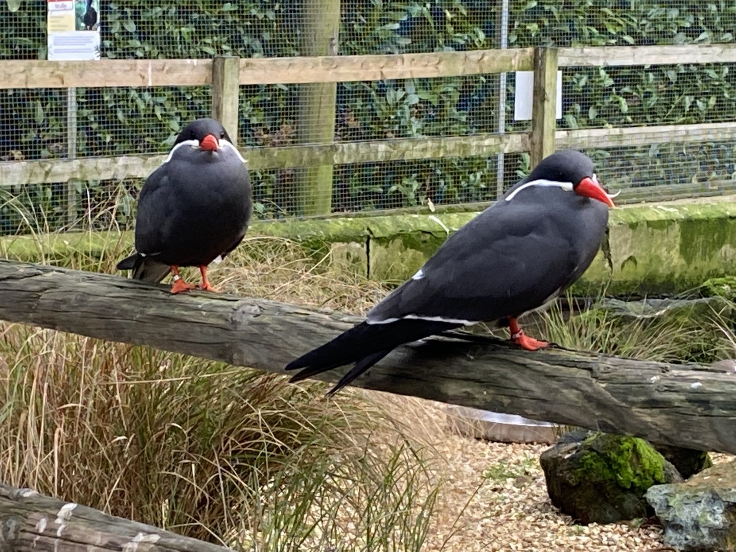 Seashore Walk - Inca terns 061121