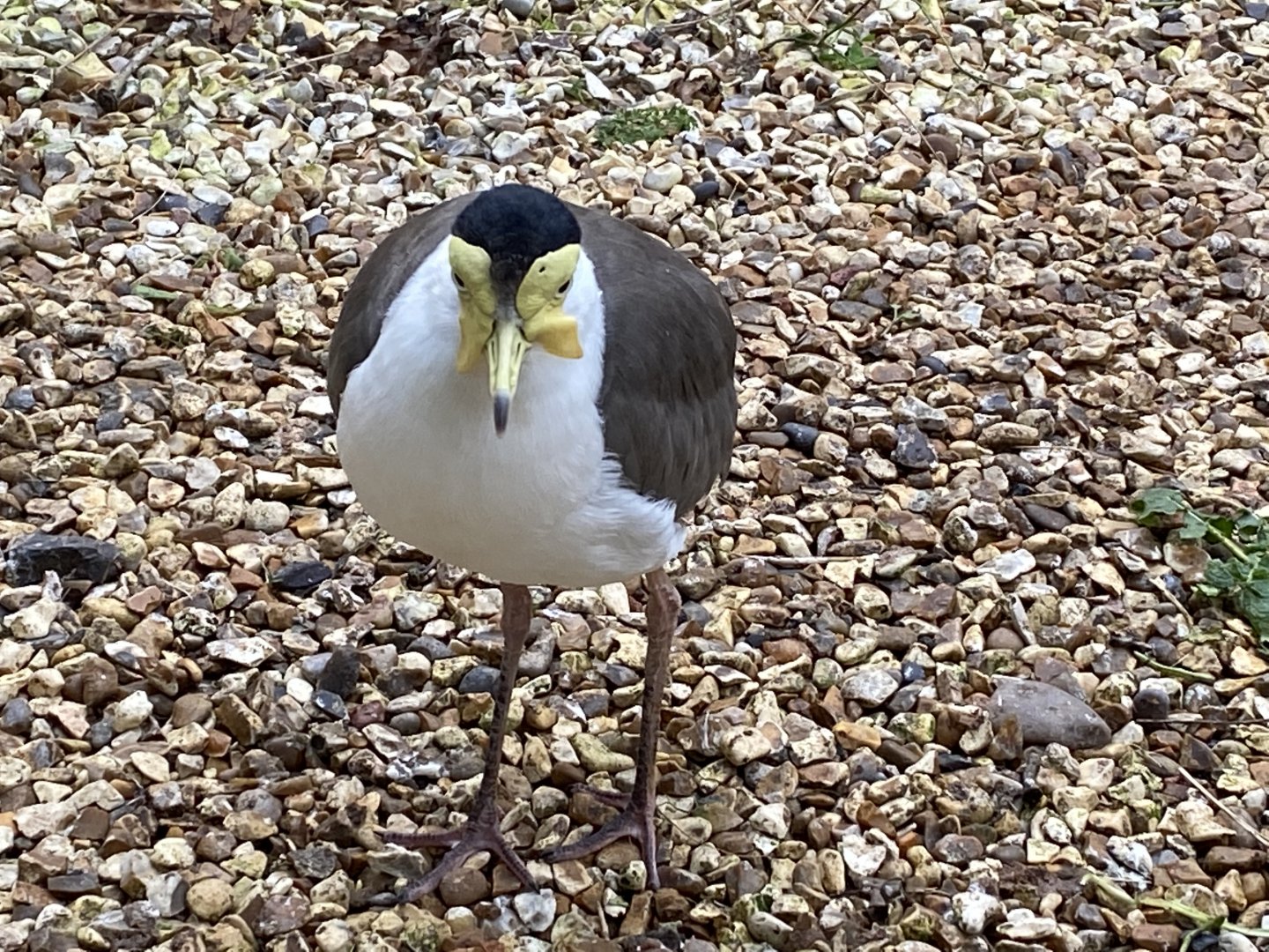 Seashore Walk - Masked lapwing 061121
