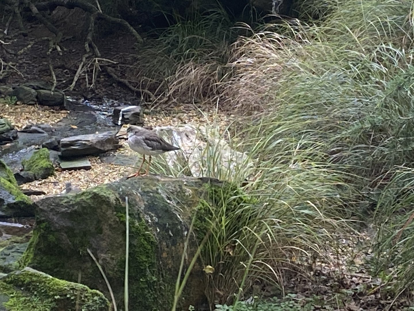 Seashore Walk - Redshank  061121